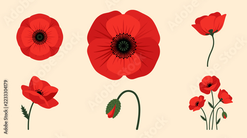 Red Poppy Flower Illustration Set with Blooms and Buds