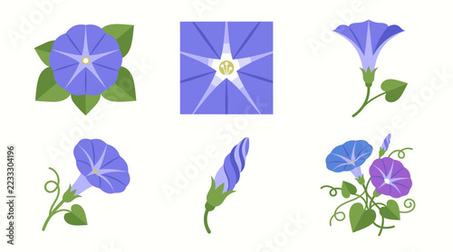 Morning Glory Flower Illustration Set with Purple Blossoms and Green Leaves