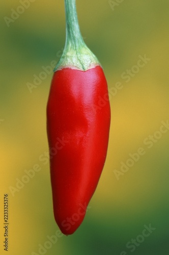 Hot Chili / (Capsicum annuum)