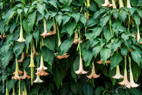 Pattern of Peach Brugmansia Angel Trumpet Flowers. Green Wall