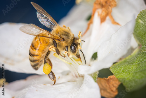 Close up of Apis mellifera or Western Honey Bee collecting pollen and nectar from apple blossoms