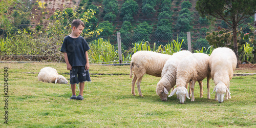 Obraz na plátně A little boy enjoys animals on a farm in a peaceful rural area