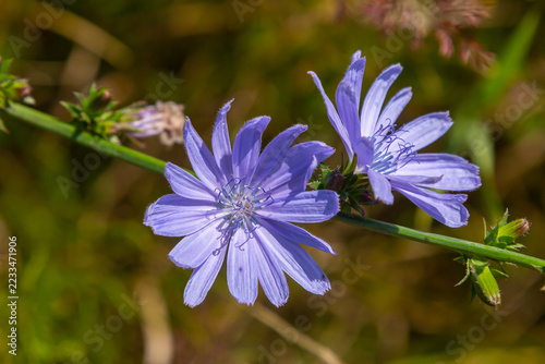Beautiful chicory flowers grow on stems in the wild. Field of wild herbal plants. Green blurred natural background