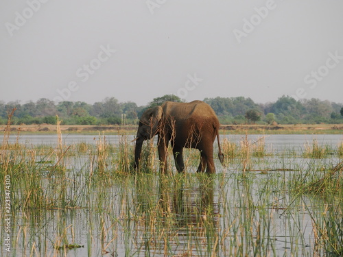 Fotografie Elephants in the Zambezi River