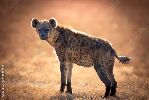Fotografie A spotted hyena in the afternoon sun