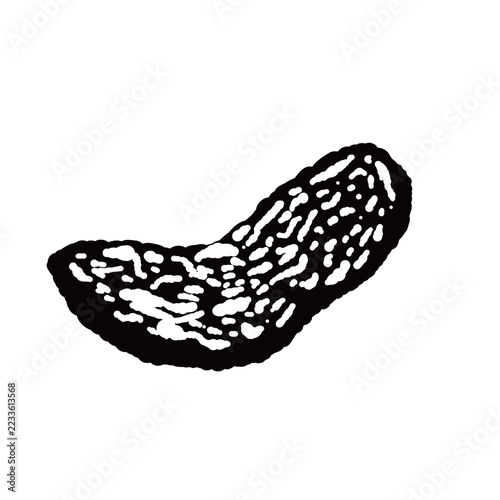 Single Long Sliced White Truffle Monochrome Hand Drawn Illustration