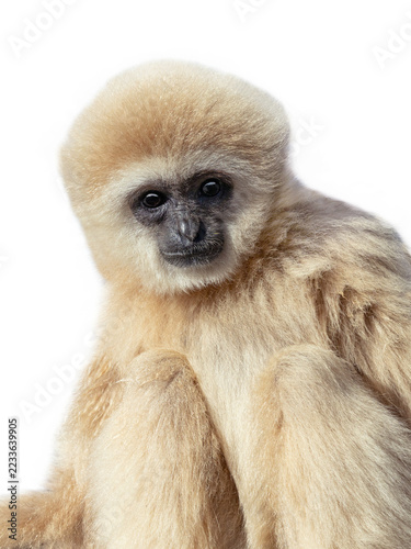 Sticker Close up portrait of white lar gibbon isolated on white background