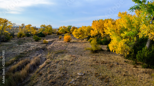 An autumn landscape in a river channel in the state of Oklahoma, USA, is characterized by dense stands of eastern cottonwood (Populus deltoides)