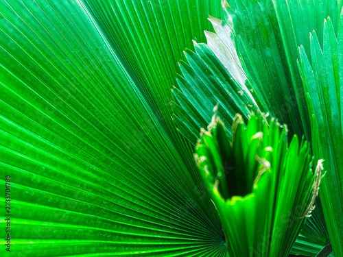 Close-up of vibrant green palm leaves texture with natural lines and fan shape background