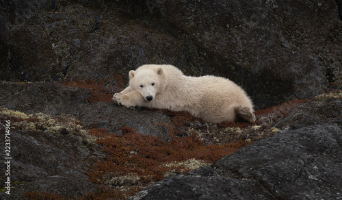 Obraz na plátně A polar bear in Churchill, Canada