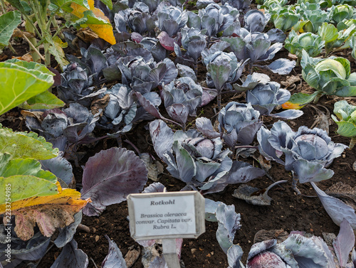 Gemüse, Kohl, Landwirtschaft, Bio, Fald, Bauernhof, Garten, Gesund, Ackerbau