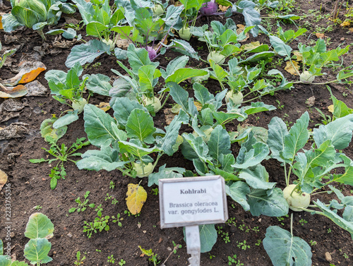 Gemüse, Kohl, Landwirtschaft, Bio, Fald, Bauernhof, Garten, Gesund, Ackerbau