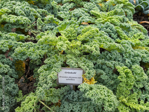 Gemüse, Kohl, Landwirtschaft, Bio, Fald, Bauernhof, Garten, Gesund, Ackerbau