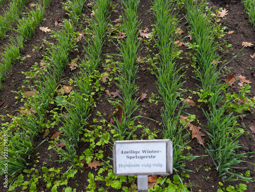 Gerste, Getreide, BIO, Korn, Feld, Ackerbau, Landwirtschaft