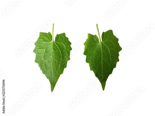 Obraz na plátně Fresh green heart-shaped leaves