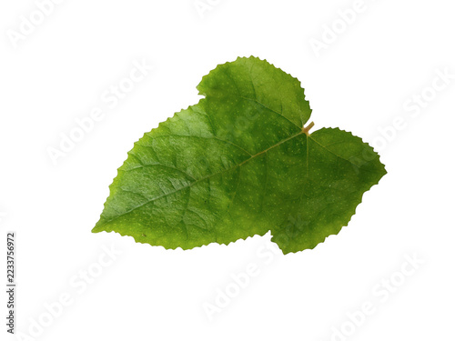 Fotografie Fresh green heart-shaped leaf