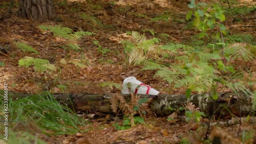 Jack Russell Terrier exploring forest, sniffing around fallen trees and climbing over logs. Small dog wearing red harness among dry leaves and ferns