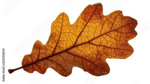 Obraz na plátně Isolated single natural golden brown autumn oak leaf showing intricate veiny tex