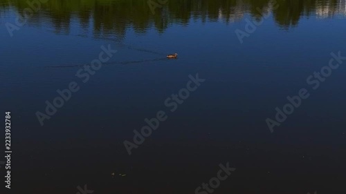 A flight over a lake with a young duck perched on the surface on a sunny summer day. Lake Berezovoe, Novosibirsk, Russia.