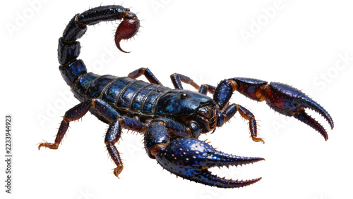 Obraz na plátně Isolated exotic blue scorpion, detailed macro view of the venomous arachnid crea