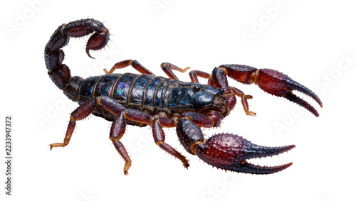 Fotografie Isolated formidable dark scorpion, exotic arachnid with iridescent blue-black sh