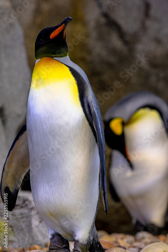 Obraz na plátně King penguin standing on textured grey rocks, side profile tilted upward into light, showcasing striking black, orange and white plumage against a dark backdrop