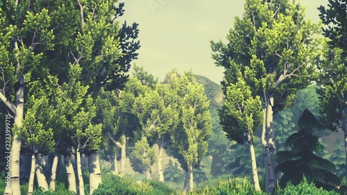 Sunlight illuminates tall trees with green leaves and a grassy forest floor during daytime outdoors