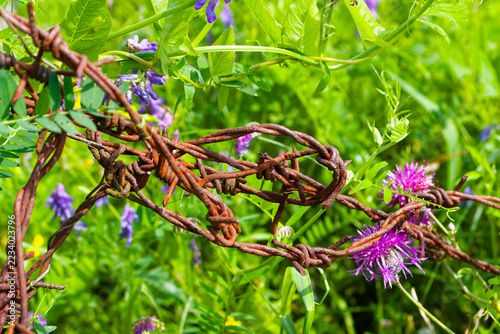 Fotografie Rusty barbed wire entwined with wild summer flowers and lush green grass symboli
