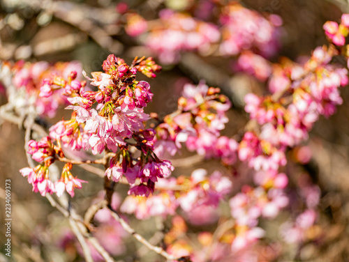 Obraz na plátně Close-up of pink cherry blossoms on a tree branch
