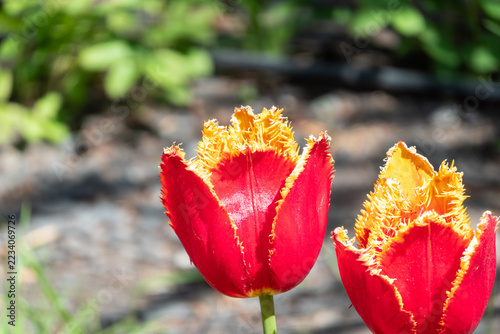 Colorful red tulips blossom in spring garden