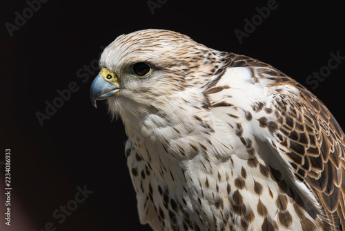 Gyrfalcon (Falco rusticolus) portrait perched in natural habitat