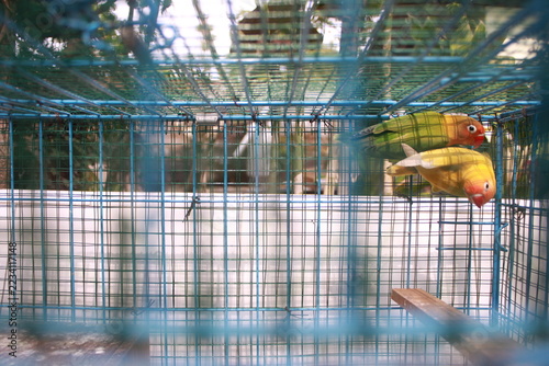 Obraz na plátně Two colorful lovebirds perched inside a wire cage, showing affection and companionship