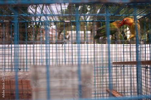 Fotografie Two colorful lovebirds perched inside a wire cage, showing affection and companionship