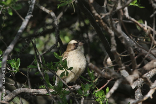 Fotografie White-browed wheatear perched on a Acacia