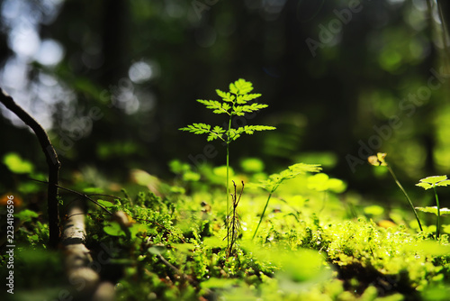 Spring nature background. Greenery of trees and grasses on a sunny spring morning. Forest landscape.