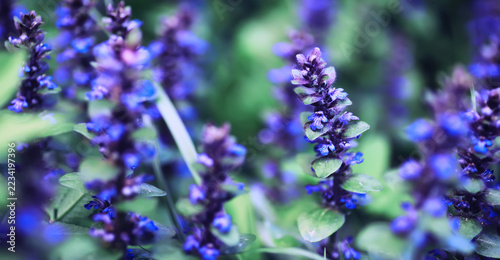 Plants and flowers macro. Detail of petals and leaves at sunset. Natural nature background.
