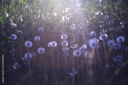 Plants and flowers macro. Detail of petals and leaves at sunset. Natural nature background.