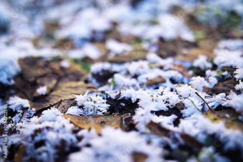 The forest is covered with snow. Frost and snowfall in the park. Winter snowy frosty landscape.