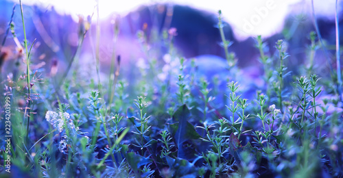 Plants and flowers macro. Detail of petals and leaves at sunset. Natural nature background.