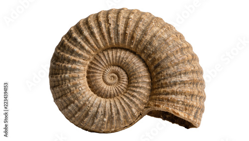 Obraz na plátně Brown spiral ammonite fossil shell with ribbed texture