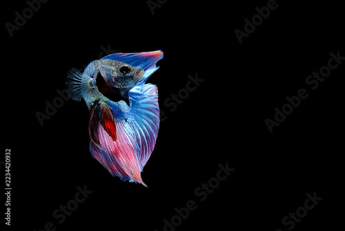 A stunning close-up macro photograph of a beautiful Betta fish (Siamese fighting fish) swimming elegantly against a solid black background