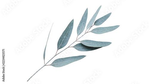 Obraz na plátně Fresh green eucalyptus branch with elongated oval leaves
