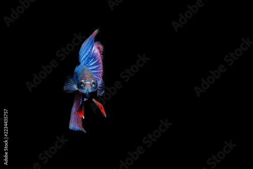 A stunning close-up macro photograph of a beautiful Betta fish