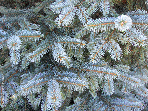 Blue Spruce Branches with Silvery Blue Needles and Brown Twigs, Dense Evergreen Foliage Forming a Natural Botanical Texture