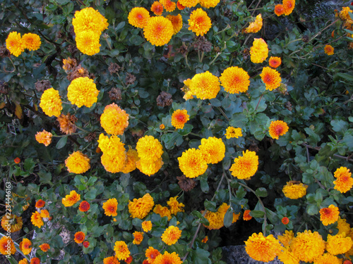 Golden Yellow Chrysanthemums with Rounded Double Blooms and Brown Spent Flower Heads, Garden Mums in Different Stages of Autumn Flowering