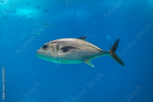 Side profile of a silver crevalle jack, Caranx hippos, with a forked tail swimming through clear deep blue water