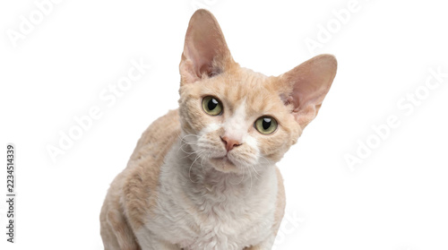 Obraz na plátně Curious devon rex cat with green eyes looking ahead on a transparent background
