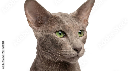 Fotografie Portrait of oriental shorthair cat with green eyes on a transparent background