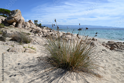 Jonc piquant sur une plage d'Ajaccio avec la mer Méditerranée au second plan