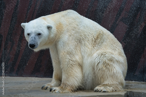Obraz na plátně polar bear in zoo